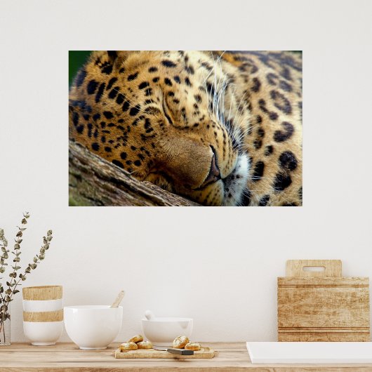Leopard-Schlafposter Poster (Küche)