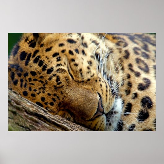 Leopard-Schlafposter Poster (Vorne)