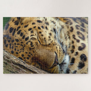 Leopard schläft auf einem Stein Puzzle
