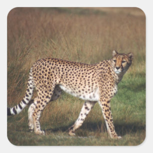 Leopard schlicht quadratischer aufkleber