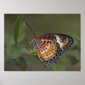 Leopard-Schnürschmetterling Poster (Vorne)
