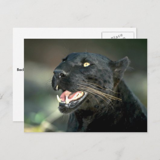 Leopard, schwarze Phase Postkarte (Vorne/Hinten)
