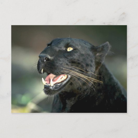 Leopard, schwarze Phase Postkarte (Vorderseite)