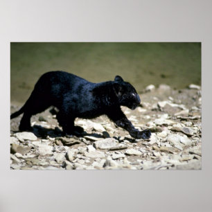 Leopard-schwarzes Phasejunges (machen Sie vom Poster