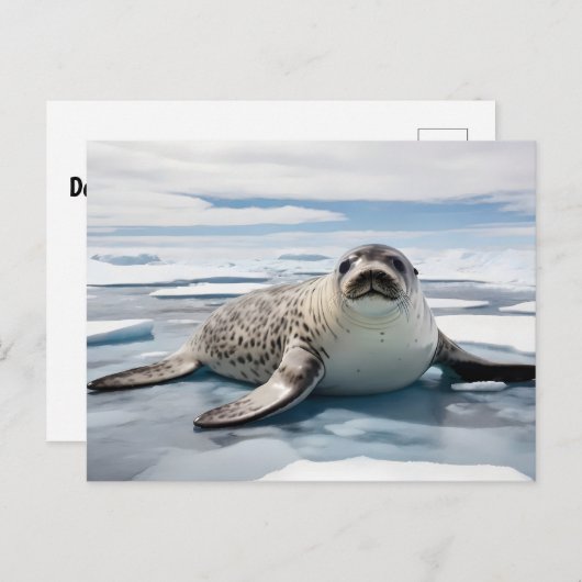 Leopard-Siegel auf Eis Postkarte (Vorne/Hinten)