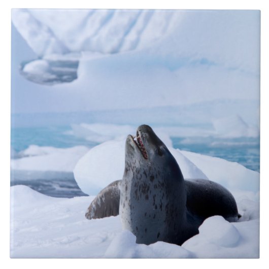 Leopard-Siegel Fliese (Vorderseite)