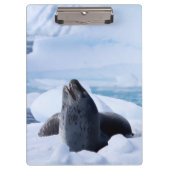 Leopard-Siegel Klemmbrett (Vorderseite)