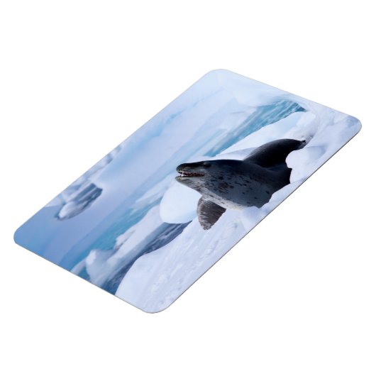 Leopard-Siegel Magnet (Linke Seite)