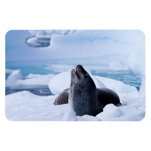 Leopard-Siegel Magnet (Horizontal)