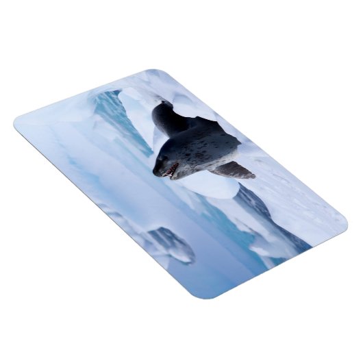 Leopard-Siegel Magnet (Rechte Seite)