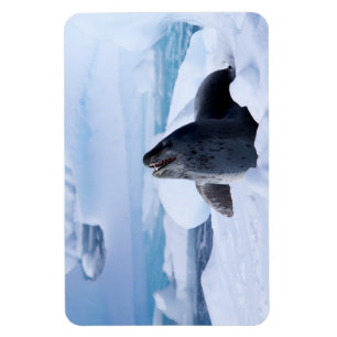 Leopard-Siegel Magnet