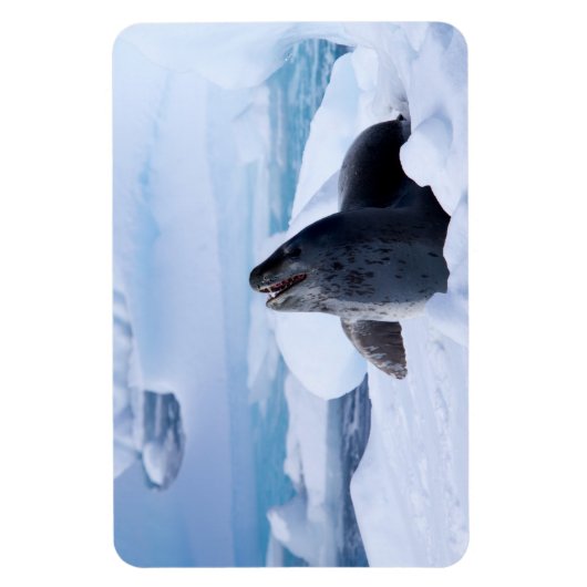 Leopard-Siegel Magnet (Vertikal)