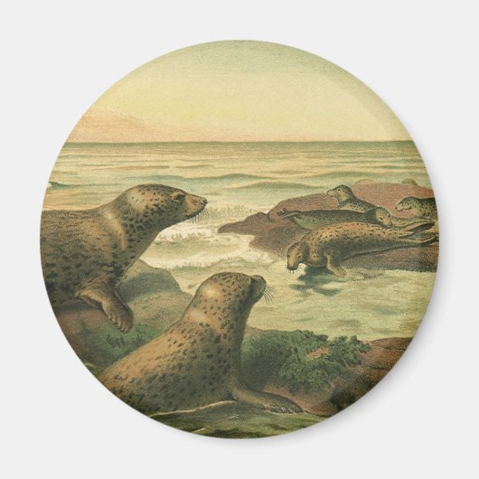 Leopard-Siegel, Vintage Wassertiere — Leben in der Magnet (Vorne)