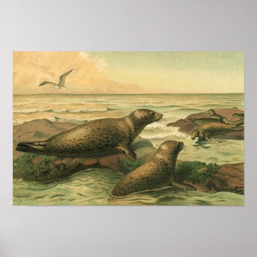 Leopard-Siegel, Vintage Wassertiere — Leben in der Poster (Vorne)
