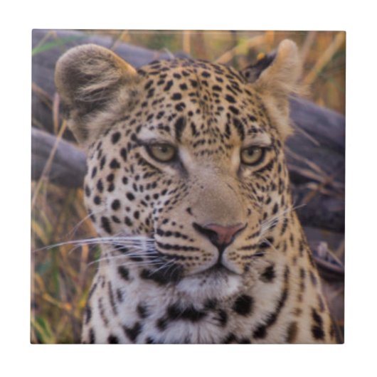 Leopard sitzend, Botswana, Afrika Fliese (Vorderseite)