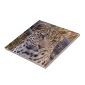 Leopard sitzend, Botswana, Afrika Fliese (Seite)