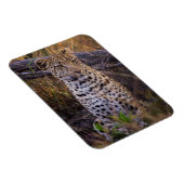 Leopard sitzend, Botswana, Afrika Magnet (Rechte Seite)