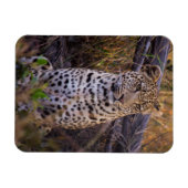 Leopard sitzend, Botswana, Afrika Magnet (Horizontal)