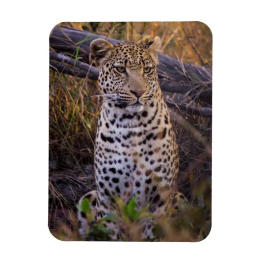 Leopard sitzend, Botswana, Afrika Magnet (Vertikal)