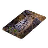 Leopard sitzend, Botswana, Afrika Magnet (Linke Seite)