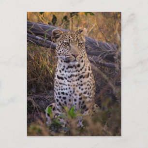 Leopard sitzend, Botswana, Afrika Postkarte