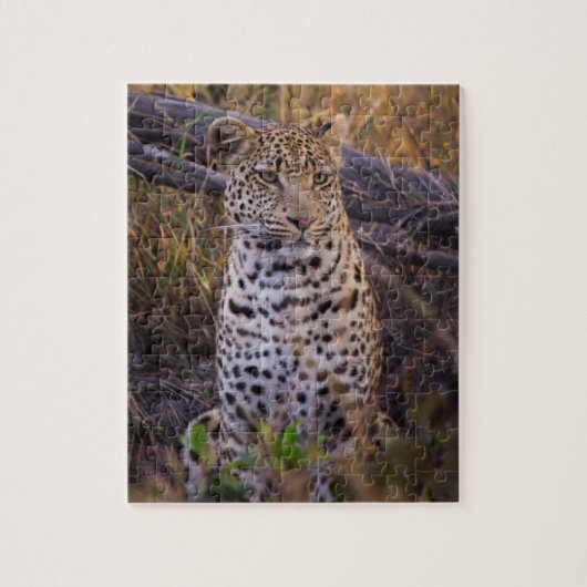 Leopard sitzend, Botswana, Afrika Puzzle (Vertikal)
