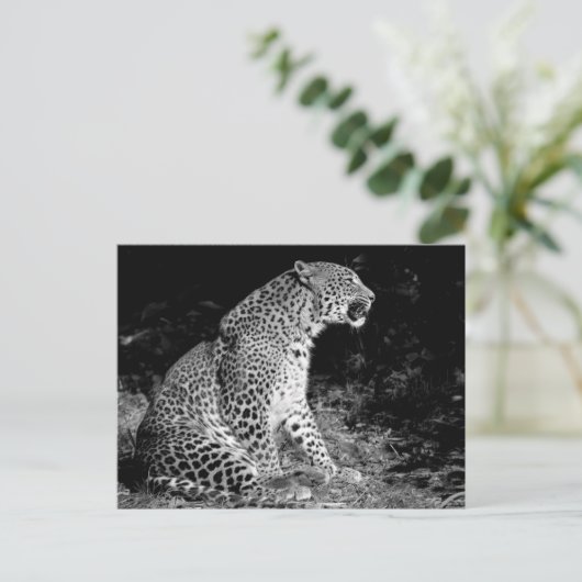 Leopard-Sitzung Postkarte (Stehend Vorderseite)