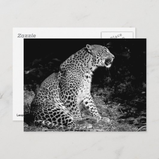 Leopard-Sitzung Postkarte (Vorne/Hinten)