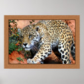 Leopard Stalking Closeup Fotografie Poster (Vorne)