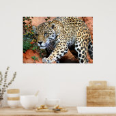 Leopard Stalking Macro Poster (Küche)