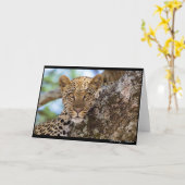 Leopard Stare Karte (Gelbe Blume)
