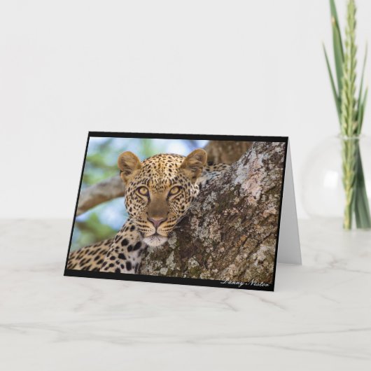 Leopard Stare Karte (Vorderseite)
