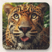Leopard Stares beim Wasserlappen im Dschungel Getränkeuntersetzer (Vorderseite)