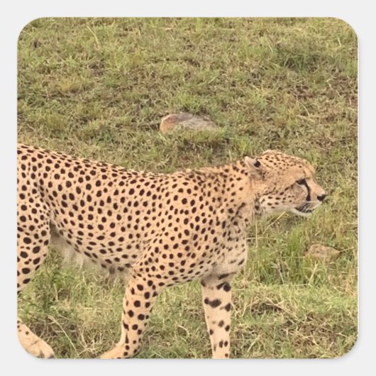 Leopard-Sticker Quadratischer Aufkleber (Vorderseite)