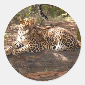 Leopard-Sticker Runder Aufkleber