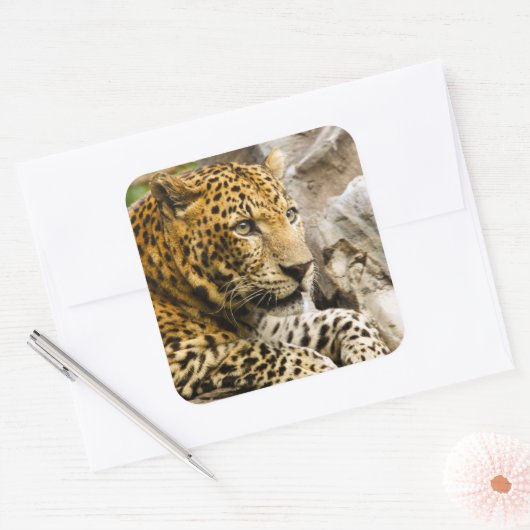 Leopard Stickers (Umschlag)