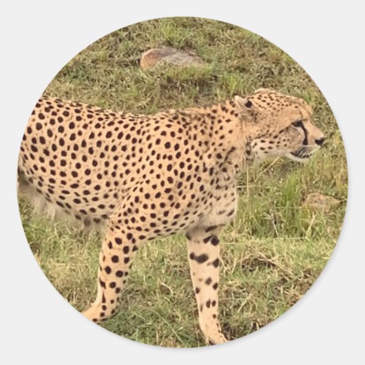 Leopard Stickers (Vorderseite)