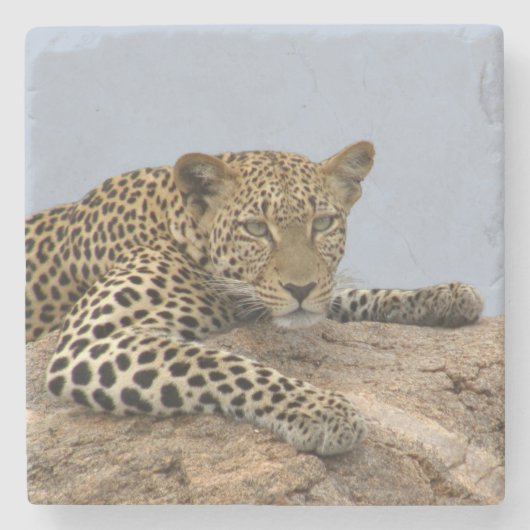 Leopard Stone Untersetzer (blauer Hintergrund) (Vorderseite)