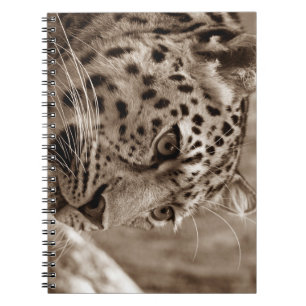 Leopard, Tier, Safari Notizblock