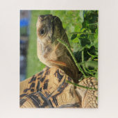 Leopard Tortoise im Gras Puzzle (Vertikal)