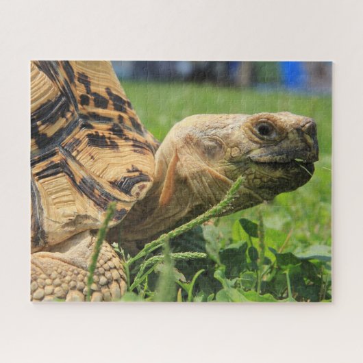 Leopard Tortoise im Gras Puzzle (Horizontal)