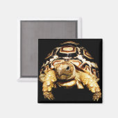 Leopard Tortoise Magnet (Vorderseite/Rückseite)