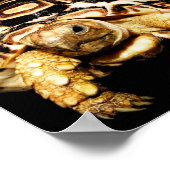 Leopard Tortoise Poster (Ecke)