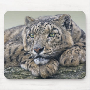 Leopard Traum Mauspad