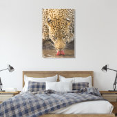 Leopard Trinken, Greater Krüger National Park, Leinwanddruck (Insitu (Schlafzimmer))