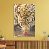 Leopard Trinken, Greater Krüger National Park, Leinwanddruck (Insitu (Wohnzimmer))
