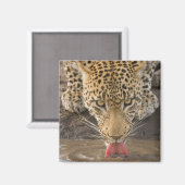 Leopard Trinken, Greater Krüger National Park, Magnet (Vorderseite/Rückseite)