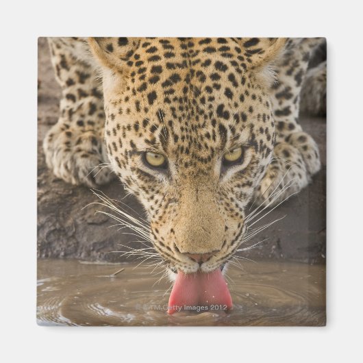 Leopard Trinken, Greater Krüger National Park, Magnet (Vorne)