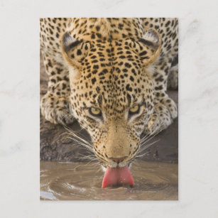 Leopard Trinken, Greater Krüger National Park, Postkarte