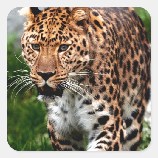 Leopard über das Coole Tierdesign von Prowl Quadratischer Aufkleber (Vorderseite)